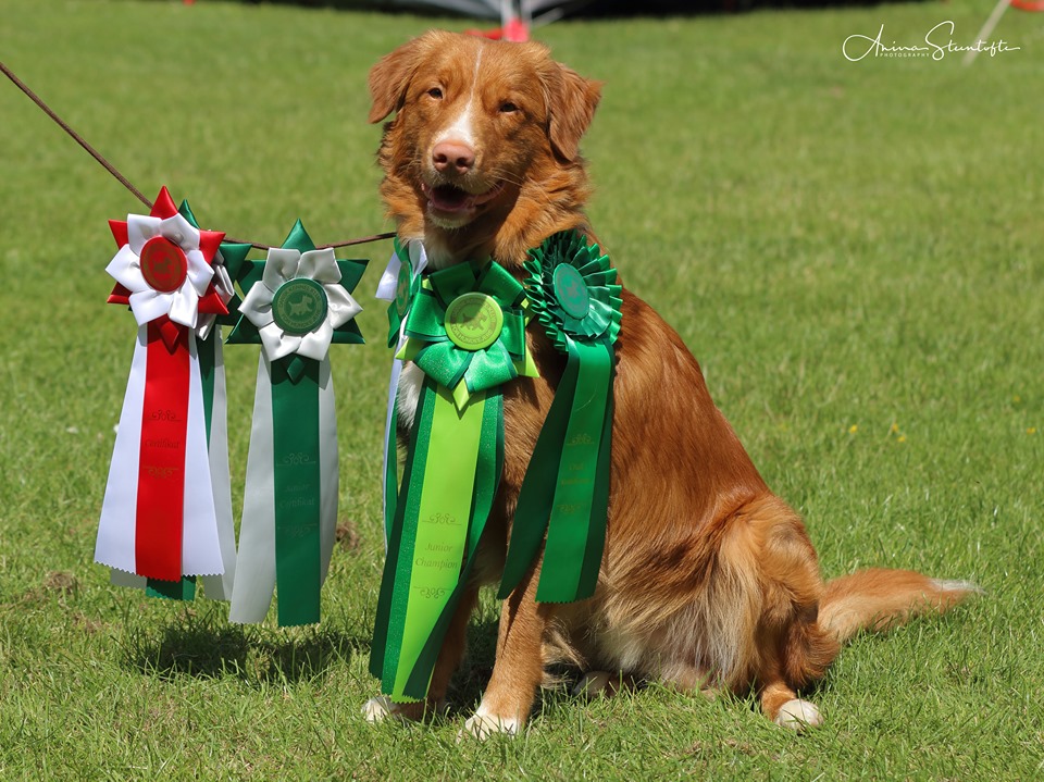 Denna bild har ett alt-attribut som Ã¤r tomt. Dess filnamn Ã¤r Eppos-championatrosetter-190623.jpg