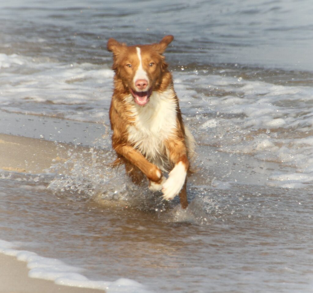 Denna bild har ett alt-attribut som är tomt. Dess filnamn är Best-Storma-running-throu-water-1024x957.jpg