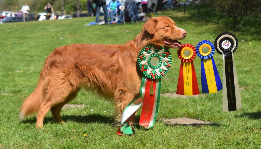 Denna bild har ett alt-attribut som är tomt. Dess filnamn är Eppo-stack-champ-hh-2023-05-14-1024x584.jpg